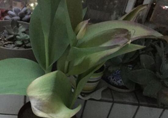 鬱金香葉子發黃的原因，鬱金香葉子發黃怎麼辦