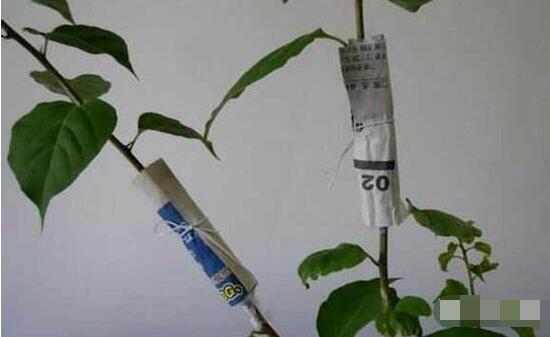 六月雪怎麼繁殖,六月雪三大繁殖方法