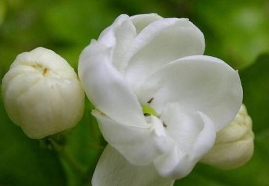 茉莉花爛根怎麼救，茉莉花爛根解救辦法