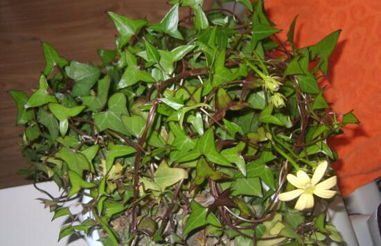 常春藤花期多長時間，常春藤不開花的原因