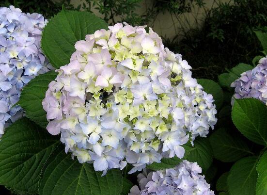 繡球花花期多久,花開花謝持續25天(6-8月開花)