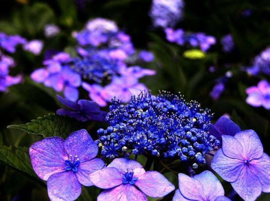 繡球花花期多久,花開花謝持續25天(6-8月開花)