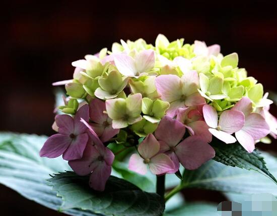 繡球花花期多久,花開花謝持續25天(6-8月開花)