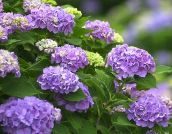 繡球花花期多久,花開花謝持續25天(6-8月開花)