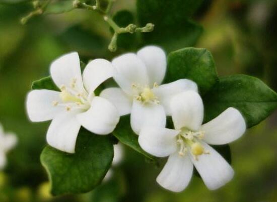 九裏香什麼時候開花，九裏香一年開幾次花(七月盛開)