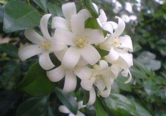 九裏香花期多長時間，九裏香不開花的原因