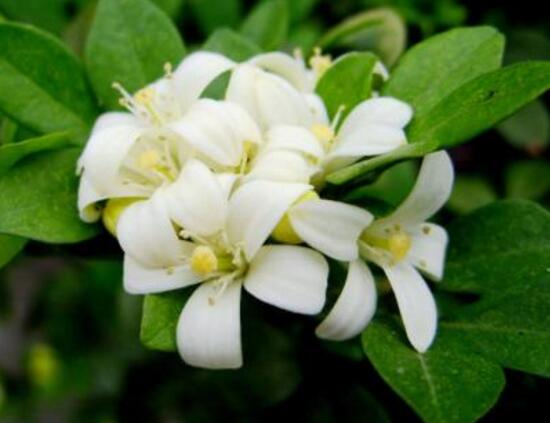 九裏香花期多長時間，九裏香不開花的原因