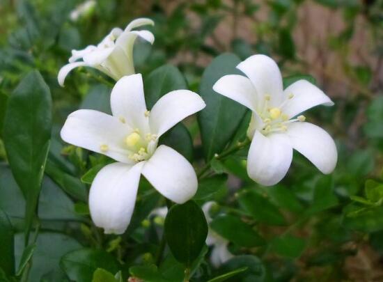 九裏香花期多長時間，九裏香不開花的原因