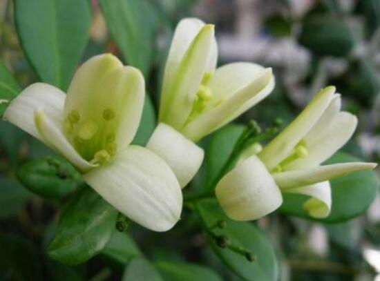 九裏香花期多長時間，九裏香不開花的原因