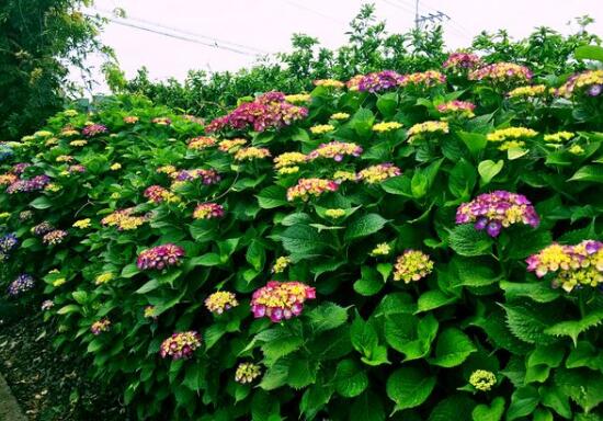 繡球花怎麼施肥,繡球花施肥方法