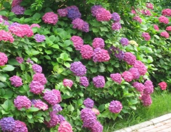 繡球花怎麼施肥,繡球花施肥方法