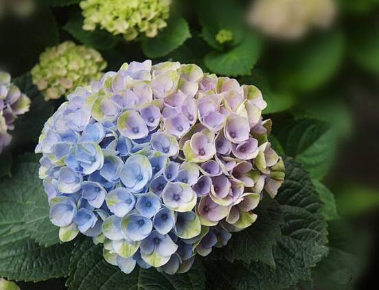 繡球花怎麼施肥,繡球花施肥方法