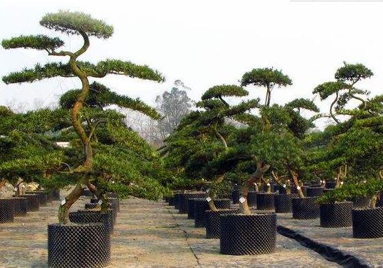 羅漢鬆怎麼施肥,羅漢鬆施肥方法
