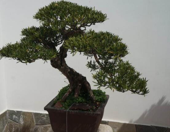 羅漢鬆花期,羅漢鬆花期為一個月(5月份開花)