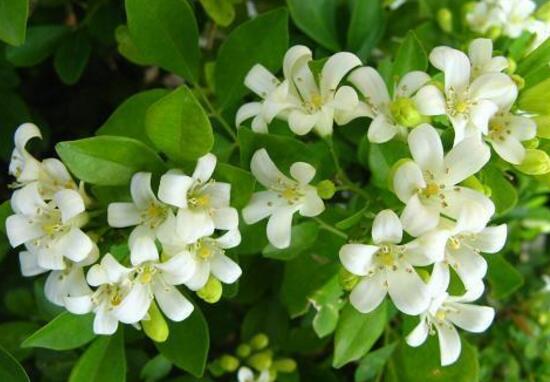 九裏香花語是什麼，九裏香花的寓意象征愛情