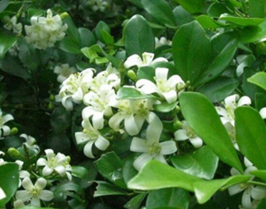 九裏香花語是什麼，九裏香花的寓意象征愛情