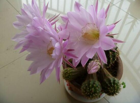 仙人球什麼時候開花，仙人球開花是什麼兆頭/吉祥如意