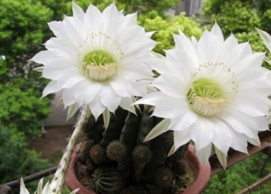 仙人球什麼時候開花，仙人球開花是什麼兆頭/吉祥如意
