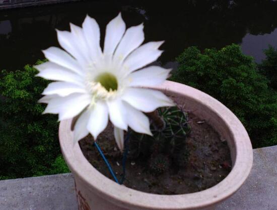 仙人球什麼時候開花，仙人球開花是什麼兆頭/吉祥如意