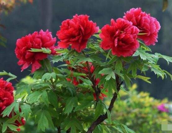 牡丹花什麼時候開,牡丹花在每年5月開花(一年開一次)