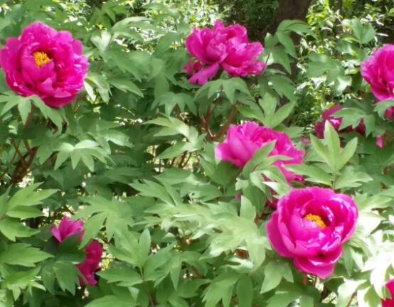 牡丹花什麼時候開,牡丹花在每年5月開花(一年開一次)