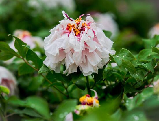 牡丹花什麼時候開,牡丹花在每年5月開花(一年開一次)