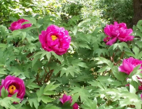 牡丹花什麼時候開,牡丹花在每年5月開花(一年開一次)