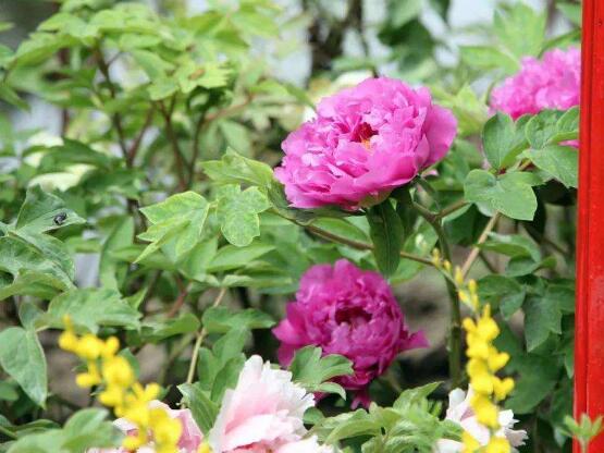 牡丹花什麼時候開,牡丹花在每年5月開花(一年開一次)