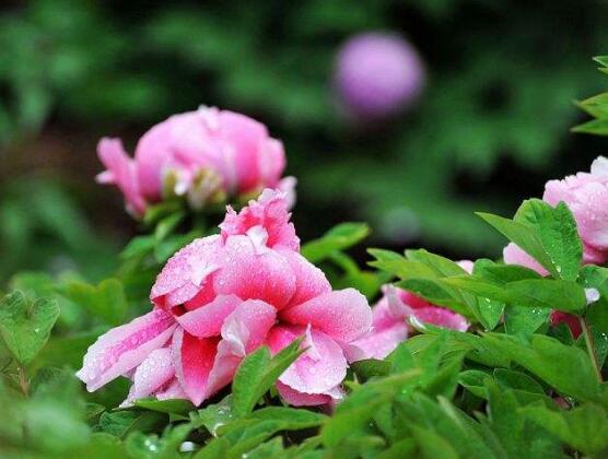 牡丹花怎麼養，牡丹花養殖方法