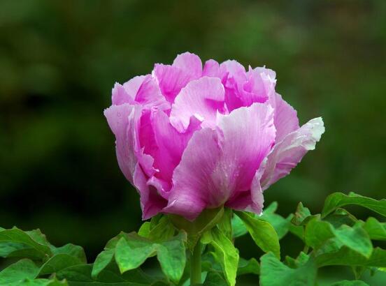 牡丹花花期,牡丹花的花期4-5月份(綻放十天)