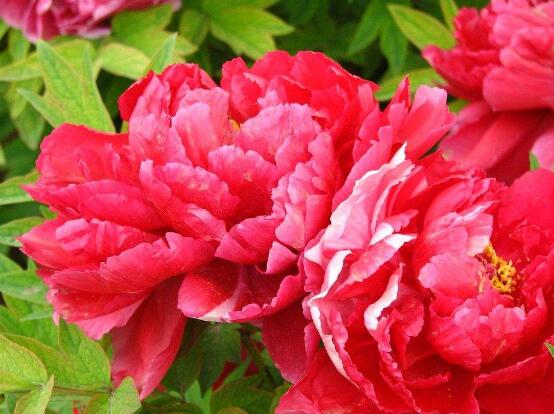 牡丹花花期,牡丹花的花期4-5月份(綻放十天)