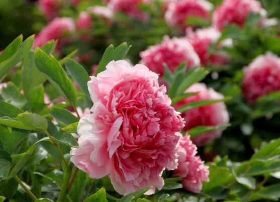 牡丹花花期,牡丹花的花期4-5月份(綻放十天)