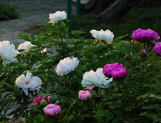 牡丹花有毒嗎,牡丹花可以在室內養嗎