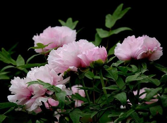 牡丹花有毒嗎,牡丹花可以在室內養嗎