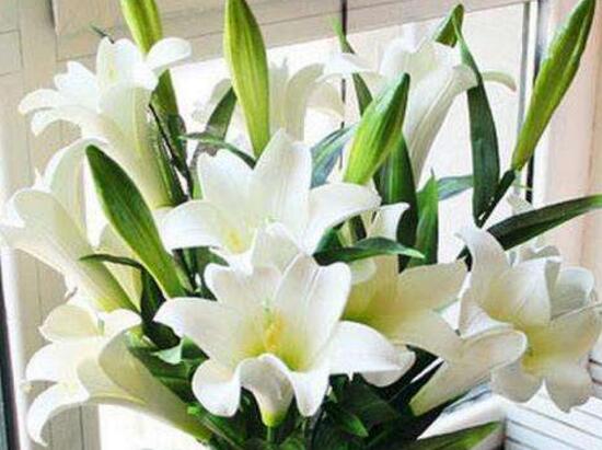 百合花怎麼養，百合花的養殖方法和注意事項