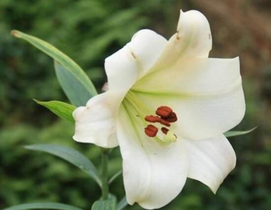 百合花多久澆次水,盆栽百合花怎麼澆水/三天澆次水