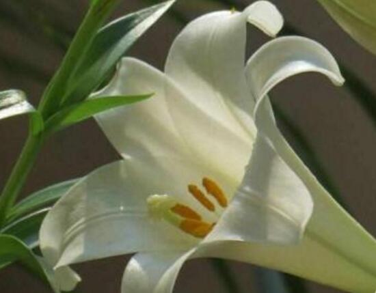 百合花多久澆次水,盆栽百合花怎麼澆水/三天澆次水