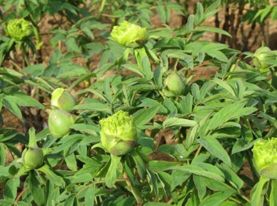 牡丹花品種大全，細數牡丹花最珍貴的八大品種