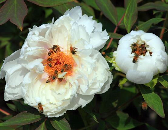 牡丹花花語是什麼，代表著富貴吉祥、繁榮昌盛