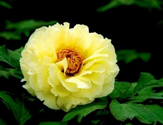 牡丹花怎麼施肥，牡丹花施肥方法
