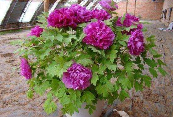 牡丹花怎麼施肥，牡丹花施肥方法