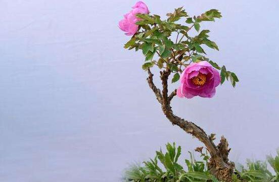 牡丹花怎麼施肥，牡丹花施肥方法