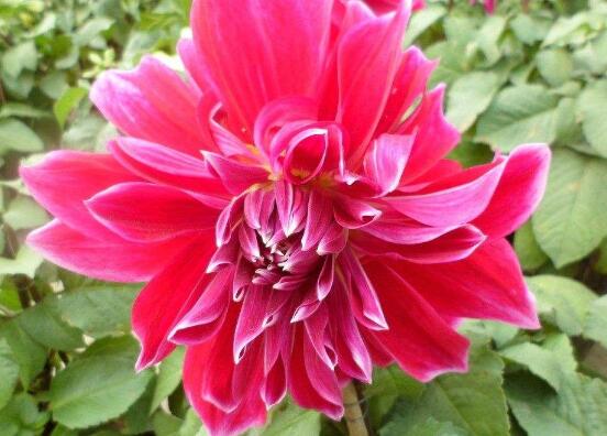 牡丹花怎麼施肥，牡丹花施肥方法