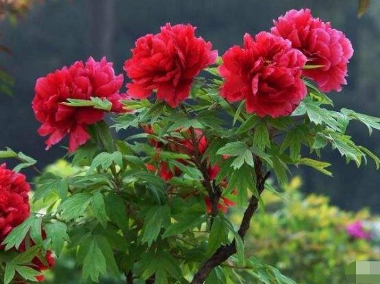 牡丹花怎麼施肥，牡丹花施肥方法
