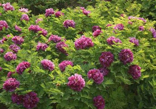 牡丹花怎麼修剪，牡丹花修剪方法