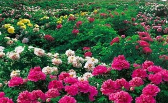 牡丹花怎麼修剪，牡丹花修剪方法