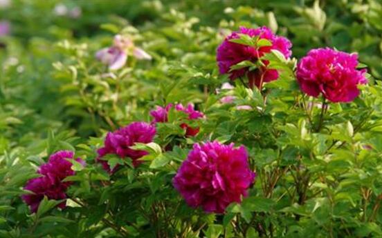 牡丹花怎麼修剪，牡丹花修剪方法