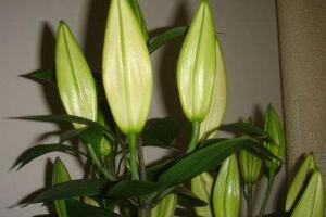 百合花葉子發黃怎麼辦，教你五種方法讓它恢