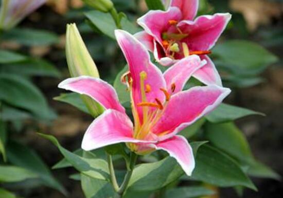 百合花怎麼修剪，百合花的修剪方法圖解