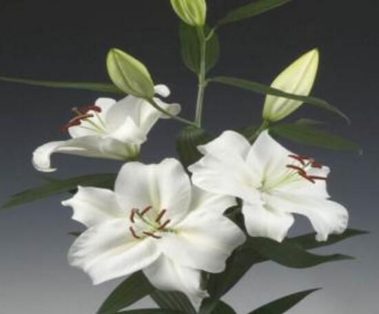 百合花花期多久，百合花開花後怎麼處理/施肥澆水養護